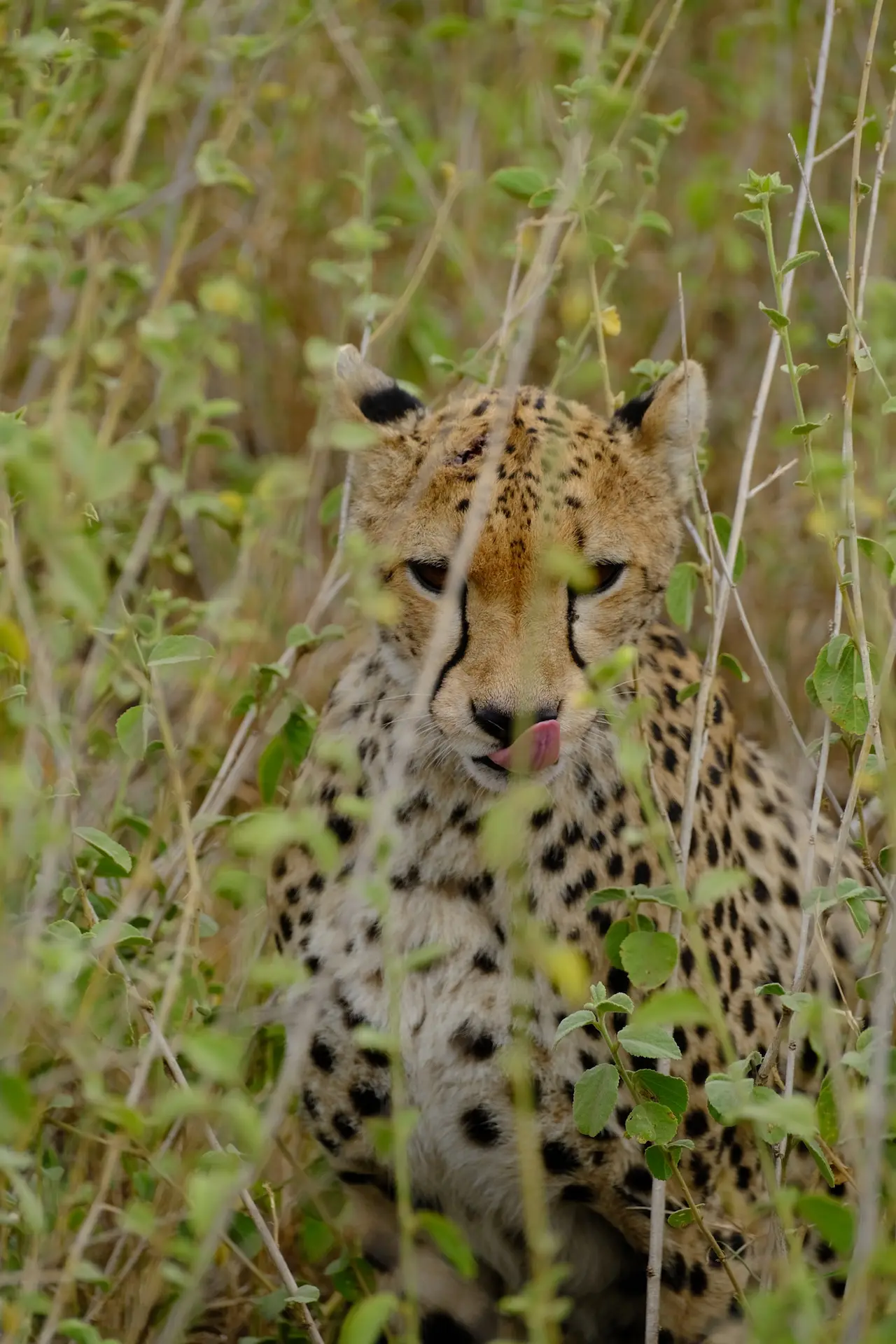 A cheetah resting low in the long grass of the Serengeti
