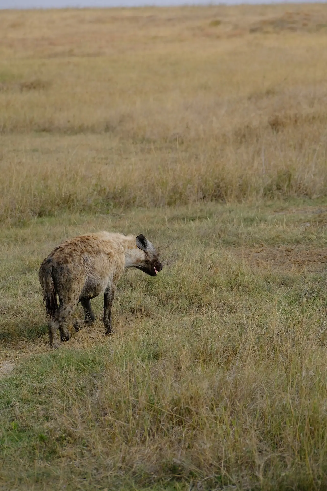 What a Night Drive in Ngorongoro Feels Like