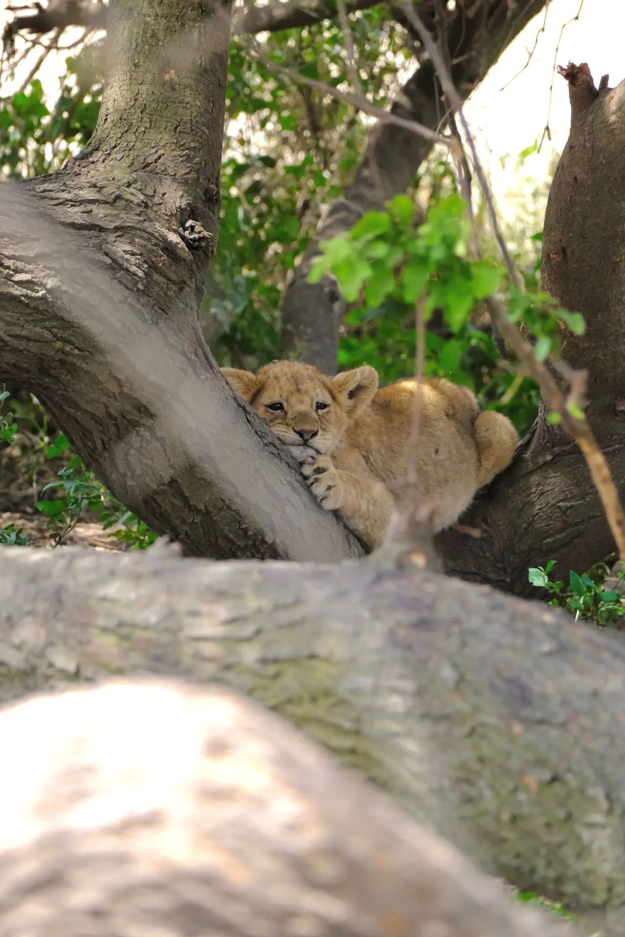 Safari de aventura a medida
