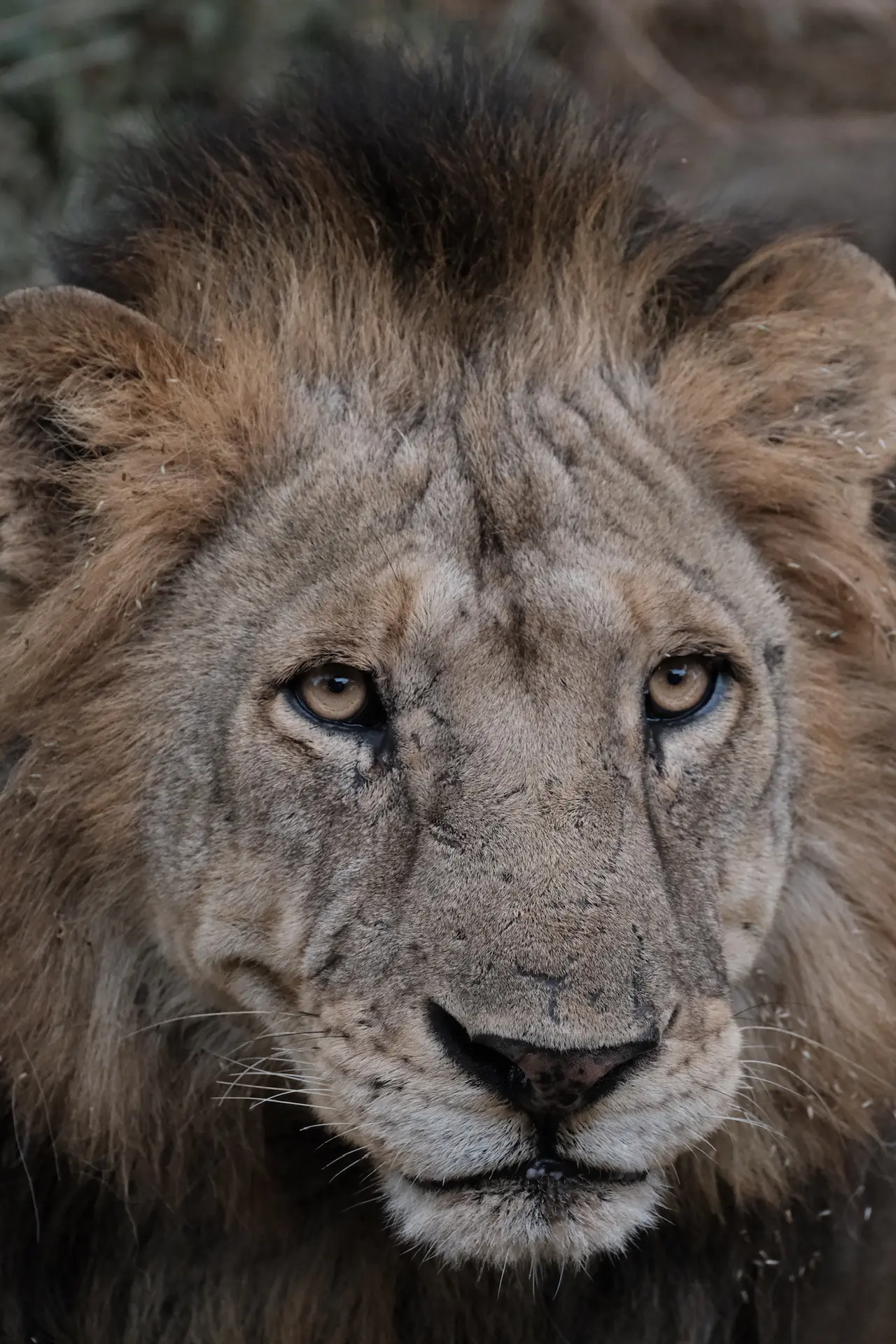 A male lion's gaze across the Serengeti plains at golden hour