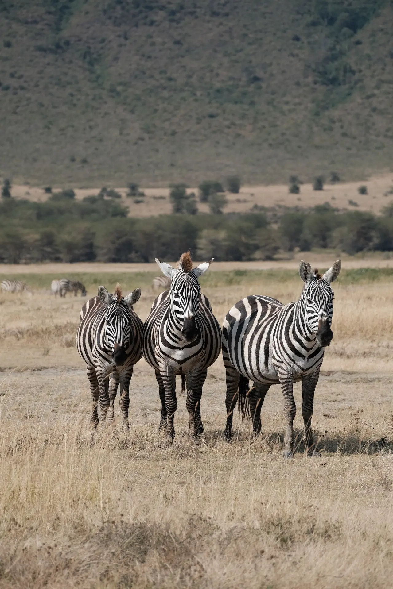 A medida: Serengeti, Ngorongoro y Zanzíbar